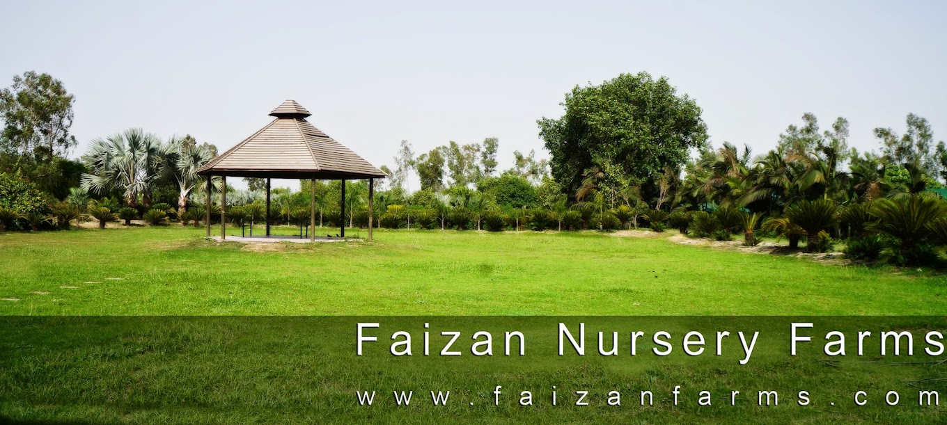 Faizan Nursery Farms